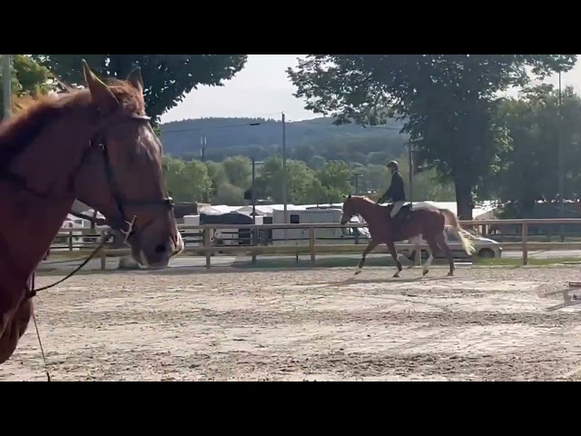Hongre 4 ans sf par Quabri de L'isle