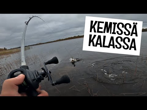 KALASSA KEMIN AJOKSESSA - KEMIN HAUKIPAIKAT TESTISSÄ