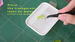 Free Hand Sectioning Plant Sample