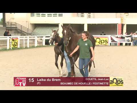 Show AQPS Ouest 2021 - Lot  15