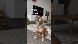 Teaching dog how to sit pretty - bulldog