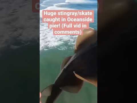 Big stingray caught off of Oceanside pier! #shorts #fishing #fish #pierfishing #stingray #surf