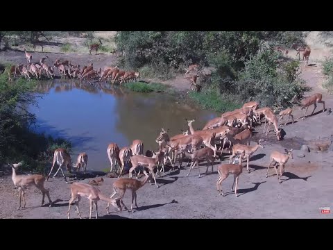 Huge herd of impalas quench their thirst at Naledi Dam.  africam - explore.org