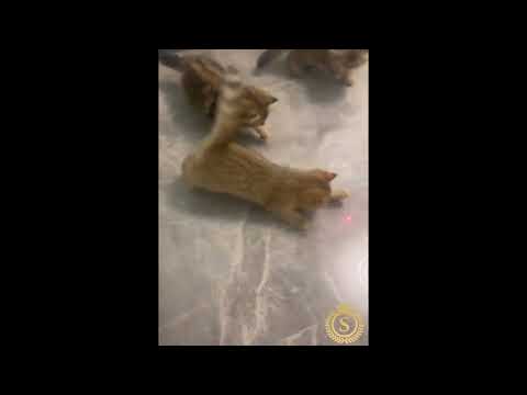 #catshorts #catfunnyvideos