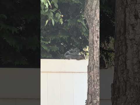 Never saw 🐿️ so sad 😔 #quite #calm #still