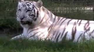 Neon Tiger Music Video