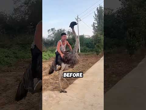 This Guy Seriously Underestimated an Ostrich!