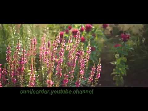 Phooler o basor sajao bone. Beadap bng. Movi song.