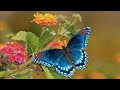 Peaceful Relaxing Instrumental Music, Meditation Calm Music, "Butterfly Garden" By Tim Janis