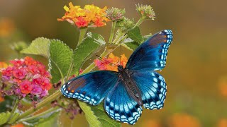 Peaceful Relaxing Instrumental Music, Meditation Calm Music, "Butterfly Garden" By Tim Janis
