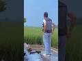 Pindan De Jaye Aa Sajjan Adeeb Punjabi Song Foryou Pindawale Village Youtubeshorts