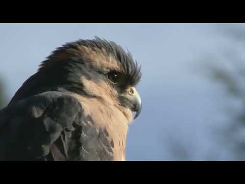 Birds vs Planes The Flight Showdown!