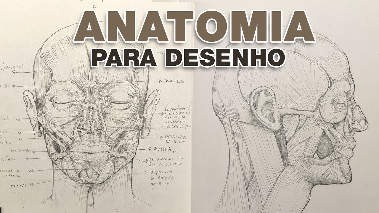 DESVENDANDO o Estudo de ANATOMIA Humana para Artistas | AULA1
