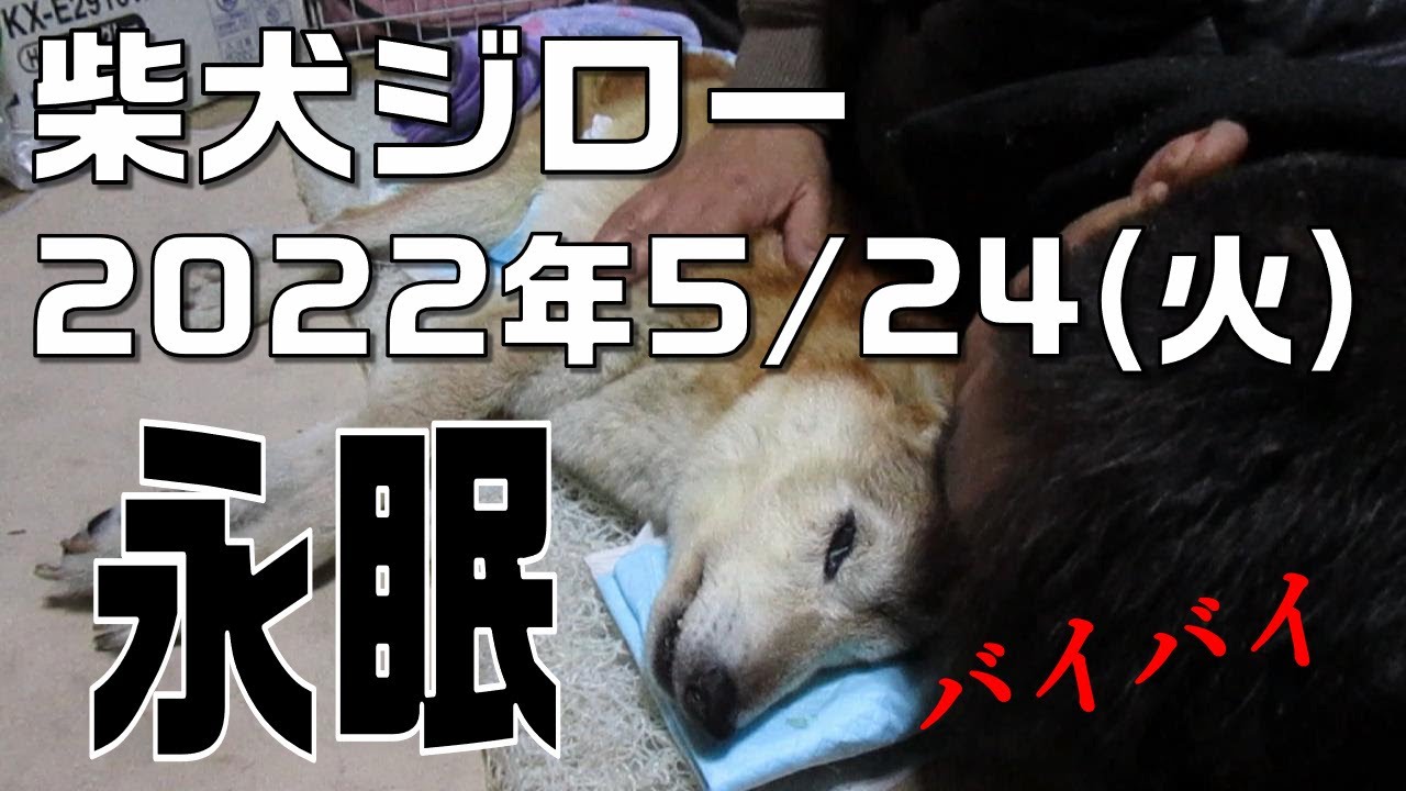 【柴犬ジロー】永眠　2022/5/24　16歳と10ヶ月