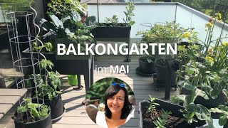 Balkongarten Mai 2023: Balkongarten Tour + Tipps