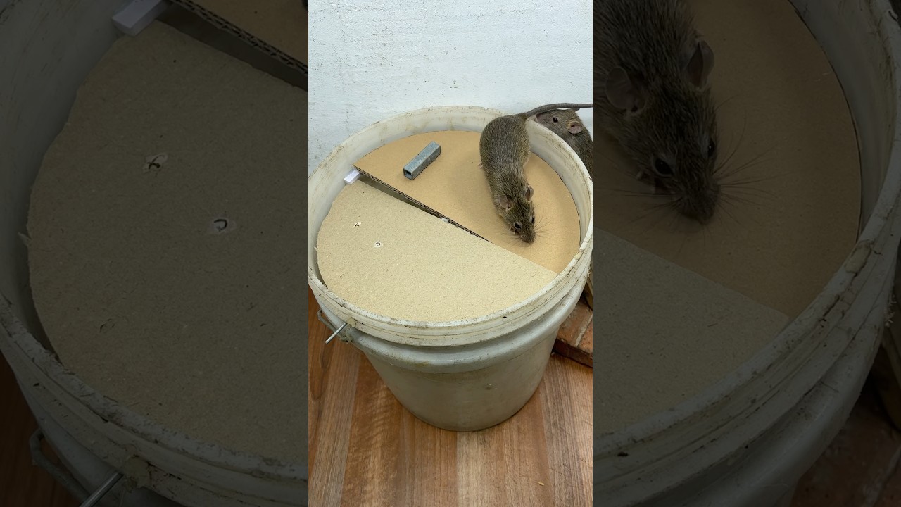 Homemade trap/create extremely effective homemade mouse traps #rat #rattrap #pets