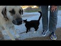 Tuxedo Cat And Dog Wants Food And Attention