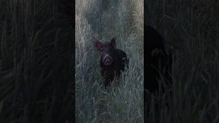 Big Bache acrosses the Schneise