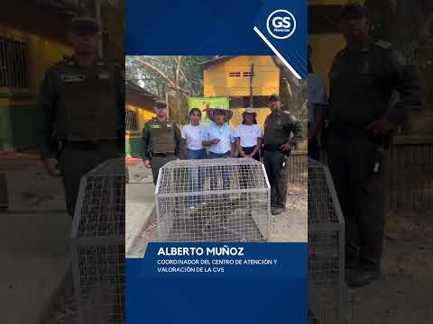 Rescatan tigrillo acorralado por habitantes en San Carlos, Córdoba