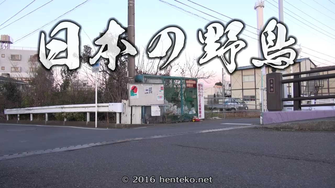 ジャポニカ大自然ネイチャービッグスペシャル　日本の野鳥