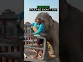 This elephant didn’t want him to go