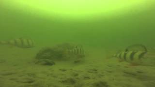 Отчеты о рыбалке на цимлянском водохранилище серпухов