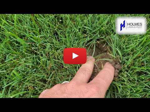 💦Do you have strange holes in your lawn?🐛