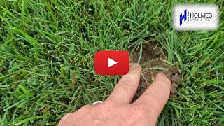💦Do you have strange holes in your lawn?🐛