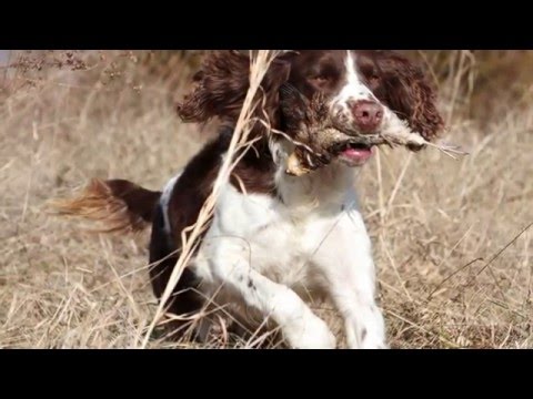 Introducing Labrador Puppy to Gunfire