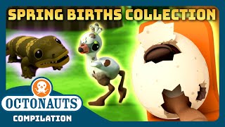 @Octonauts -  🌼 MEGA Spring Births Collection 🐣 | 3 Hours+ Easter Special Marathon