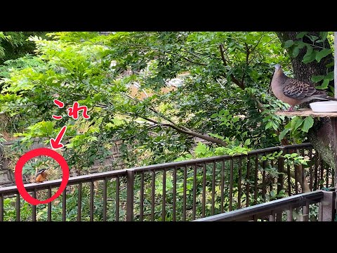 オジロカワセミについて詳しく解説