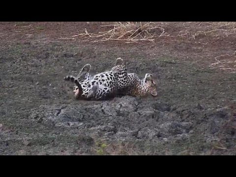 Djuma: Animal reactions as Hosana male Leopard lays near dam area - 17:10 - 06/06/19
