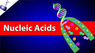 Biomolecules part-8 || Nucleic acids || PUC-2 || Class 12 || Chemistry|| KCET || NEET || JEE