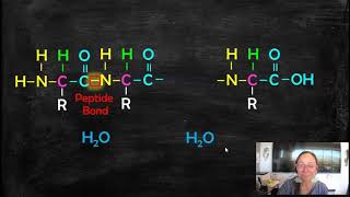 Peptide Bonds Forming a polypeptide