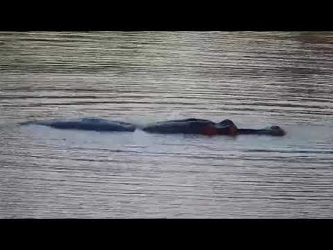 Djuma: Hippo with stick-gives a yawn too - 17:15 - 09/15/21