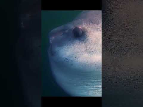 I saw a Massive Sun Fish!