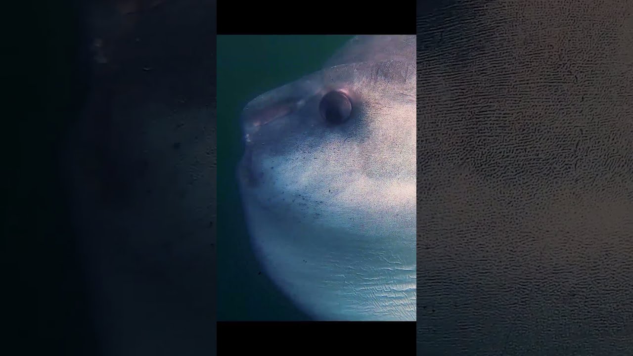 I saw a Massive Sun Fish!