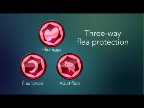 Advantage and K9 Advantix Felines Flea  Tick Treatments