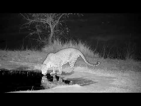 Djuma: Leopard-Molwati male makes a quiet visit for quick drink at pan - 00:29 - 09/24/21