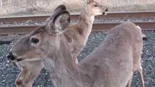 Feeding Deer on Mission Island