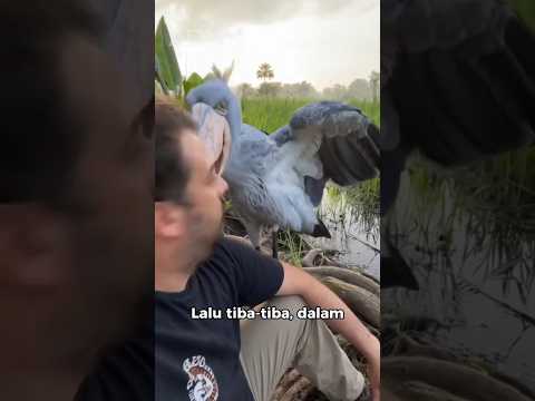 Burung Ini Bahkan Ditakuti Buaya 😳