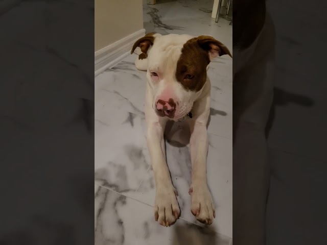 Vídeo relacionado con Puparazzi - Funny Dog Paparazzi Fotógrafo Juego de palabras Camiseta