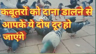 कबूतरों को दाना खिलाने के फायदे //pigeon feeding benefits