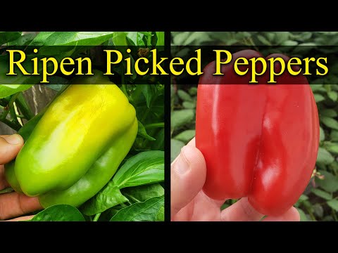 How To Ripen Already Picked Peppers - Garden Quickie Episode 17