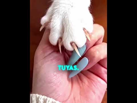 Tu Gato Podría Pensar Que Tus Uñas Largas Son Garras 😳