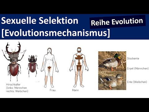 Sexuelle Selektion - Geschlechtsdimorphismus  [Evolutionsmechanismus, 5/5] - [Biologie, Oberstufe]