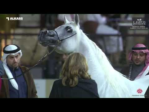 N.170 MOHANNED AL WAAB - Katara Int. Arabian Peninsula Horse Show 2023 - Stallions 7+ Years Old ...