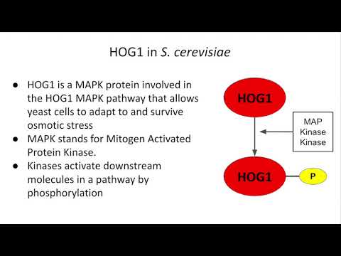 GN312 Lab Final Project: HOG1 Osmotic Stress Response Pathway