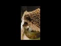 Cute Hedgehog CHIRPING SOUND! ( VERY CLEAR )