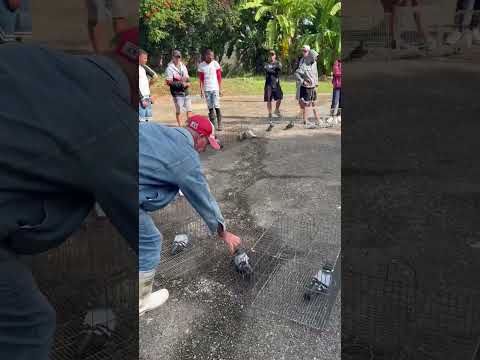 Cuarta pluma loca en Colón matanzas